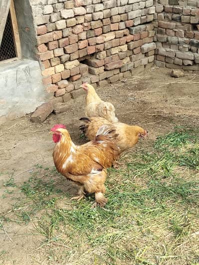 Pure Heavy Golden Buff 1 Roaster and 2 Hen