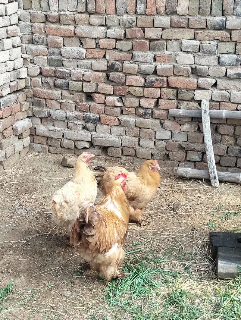 Pure Heavy Golden Buff 1 Roaster and 2 Hen — photo 2
