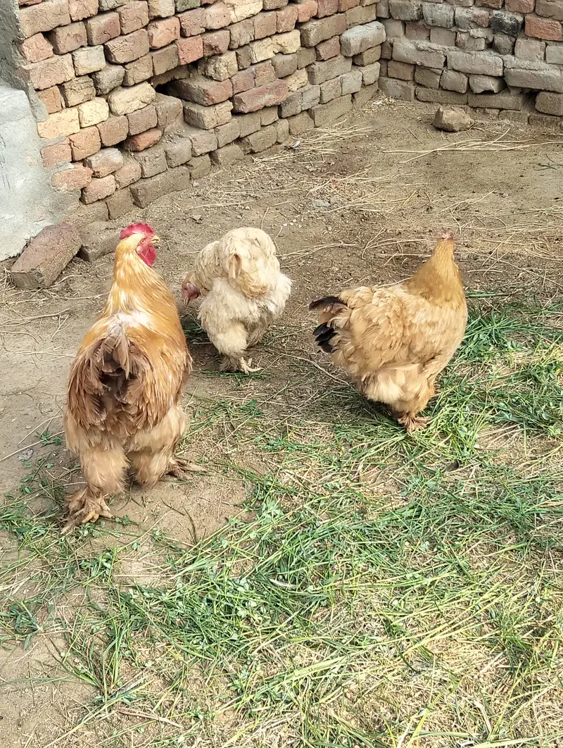 Pure Heavy Golden Buff 1 Roaster and 2 Hen — photo 3