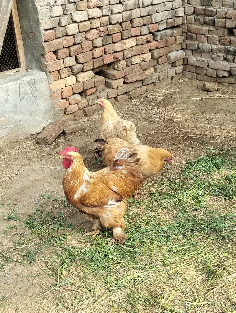 Pure Heavy Golden Buff 1 Roaster and 2 Hen — photo 4