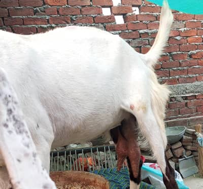 white cross bakri
