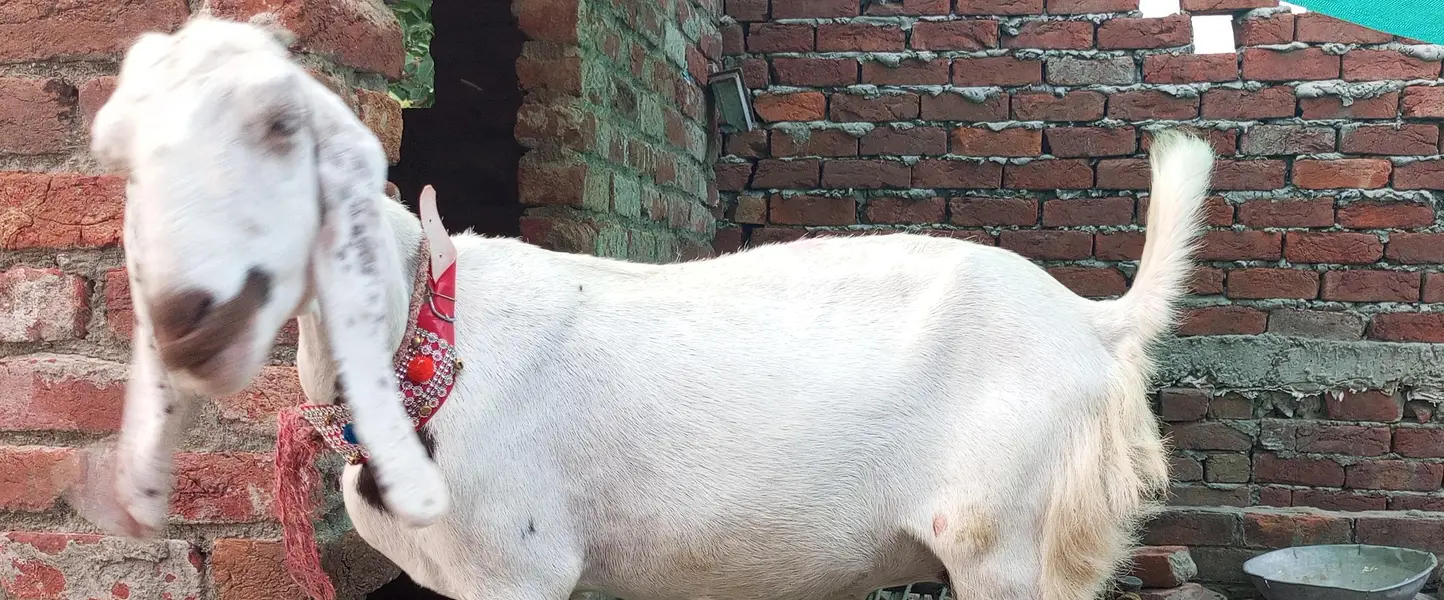 white cross bakri — photo 2