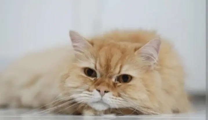 Looking for a loving cat  — photo 2