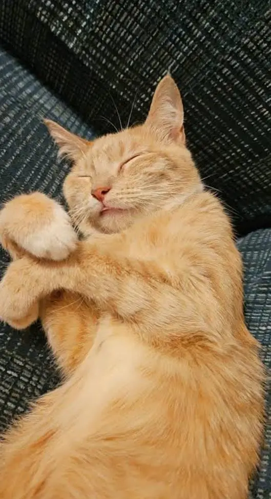 Looking for a loving cat  — photo 3