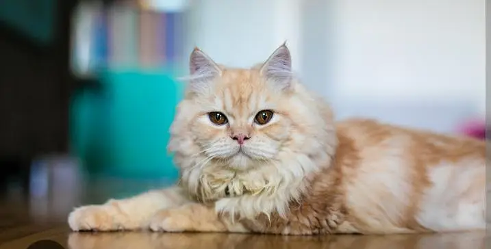 Looking for a loving cat  — photo 4