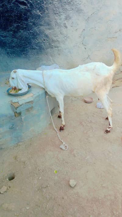 Rajjan Puri White Bakri