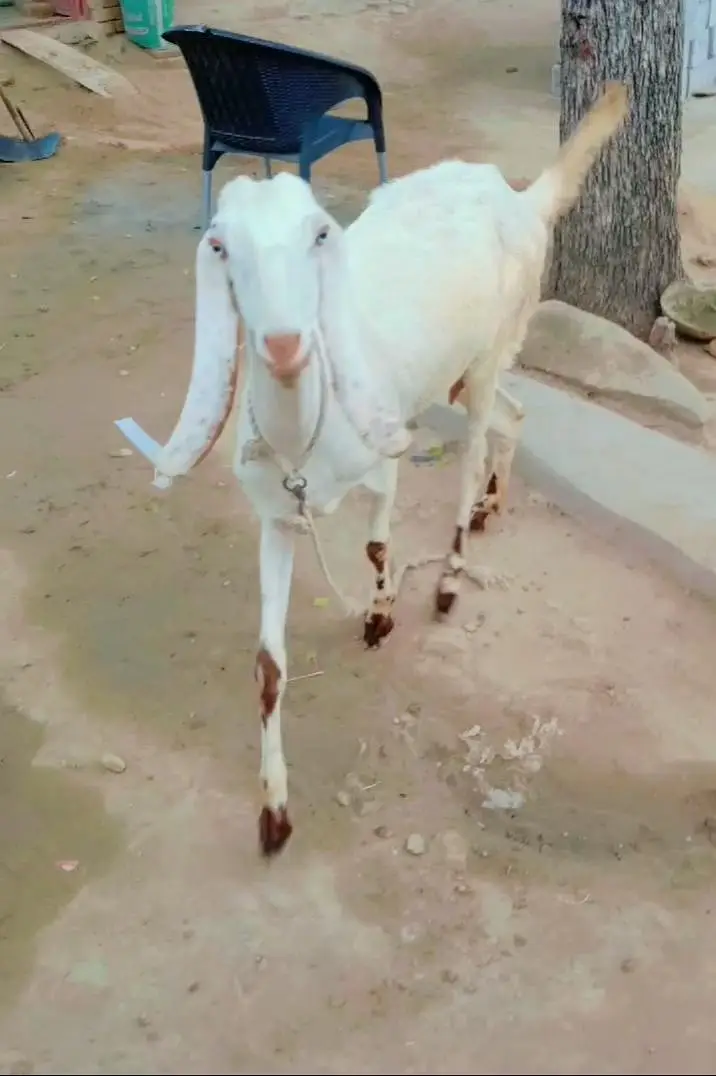 Rajjan Puri White Bakri — photo 2