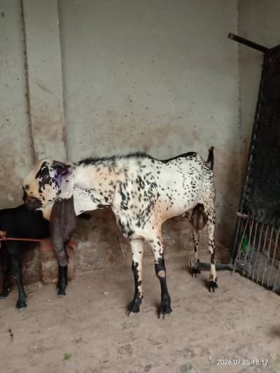 Bareeder Bakra for sale