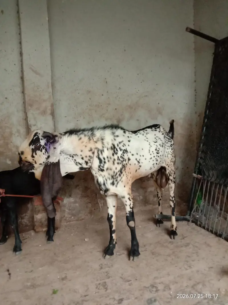 Bareeder Bakra for sale — photo 3