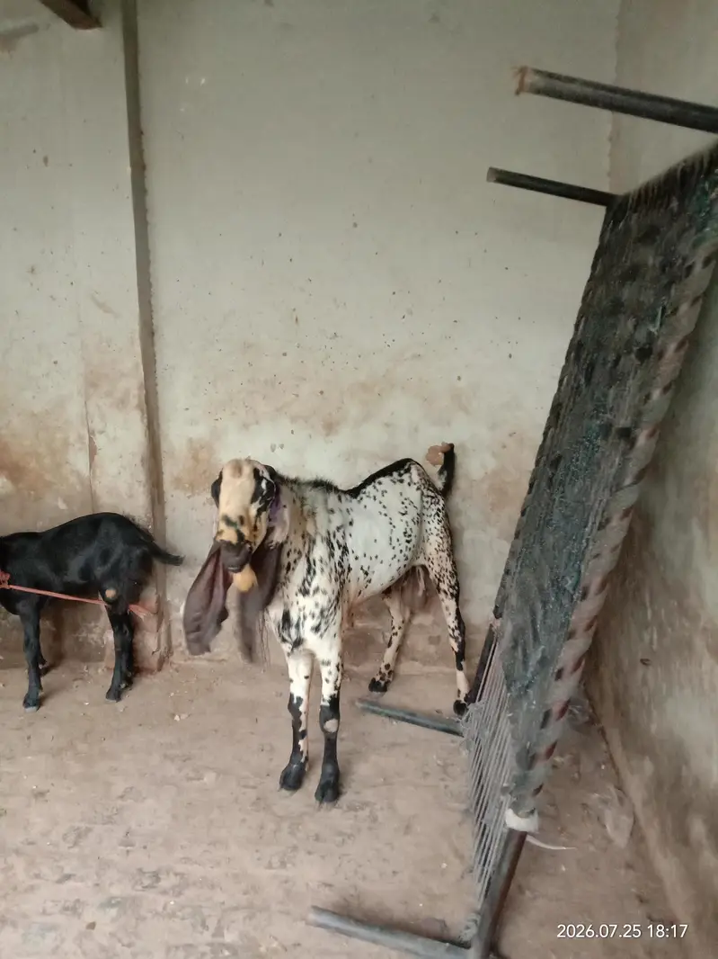 Bareeder Bakra for sale — photo 4