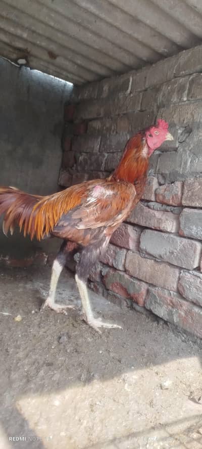 Aseel Male for sale