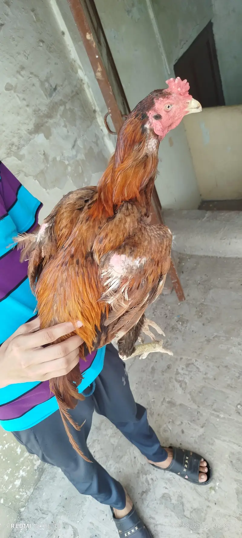 Aseel Male for sale — photo 2