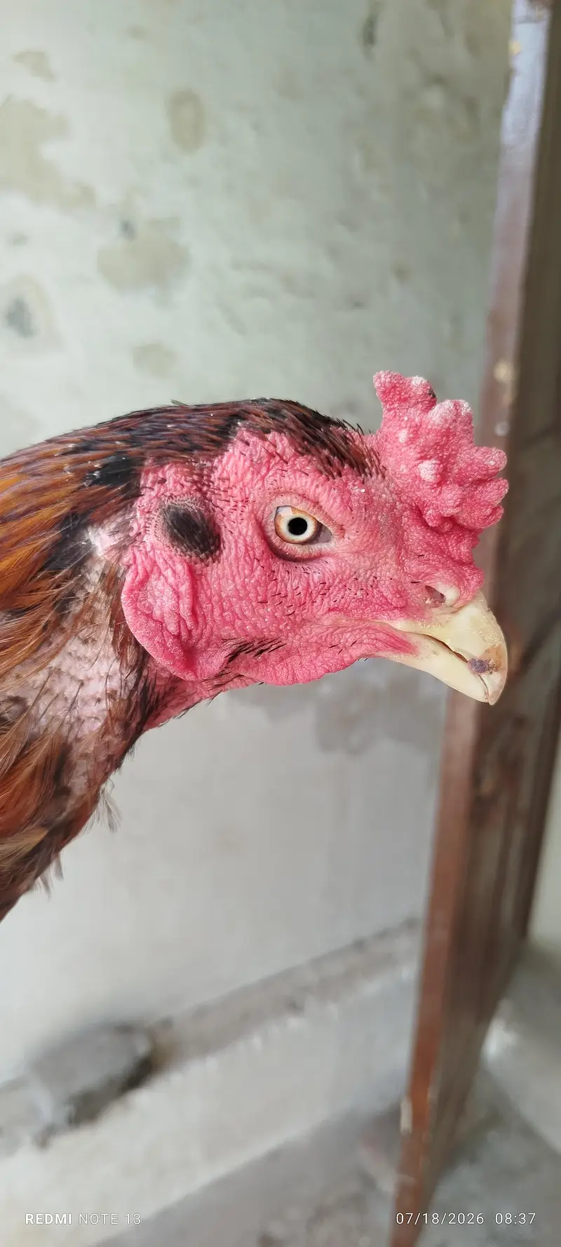 Aseel Male for sale — photo 3