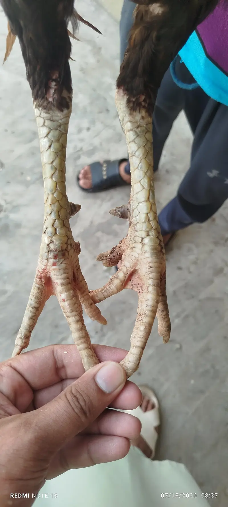 Aseel Male for sale — photo 4