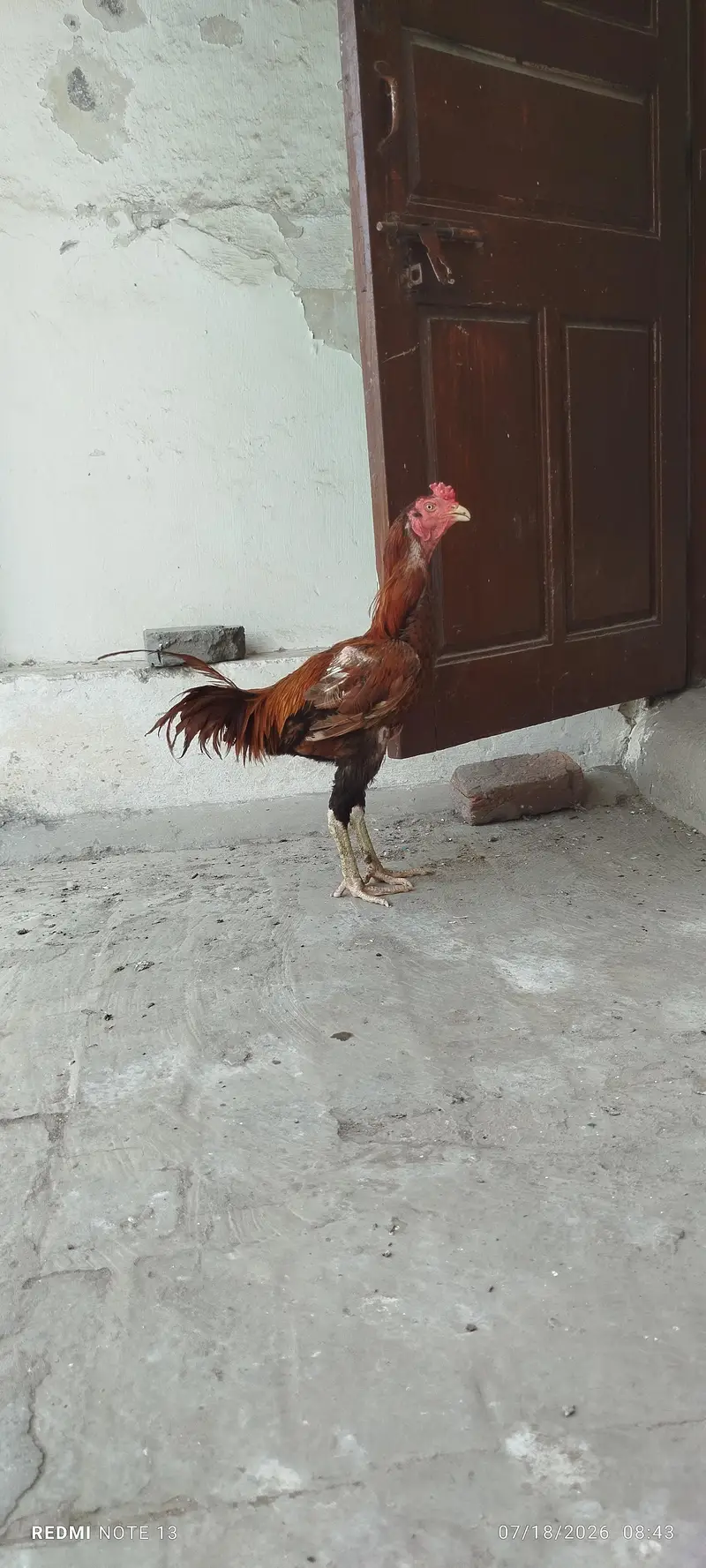 Aseel Male for sale — photo 5