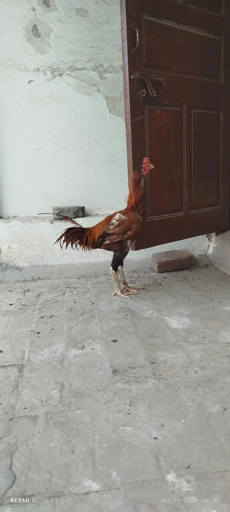 Aseel Male for sale — photo 6