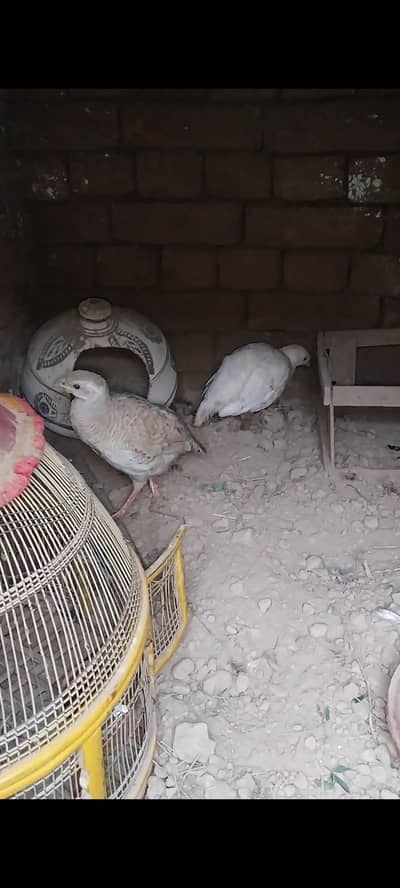silver male white female