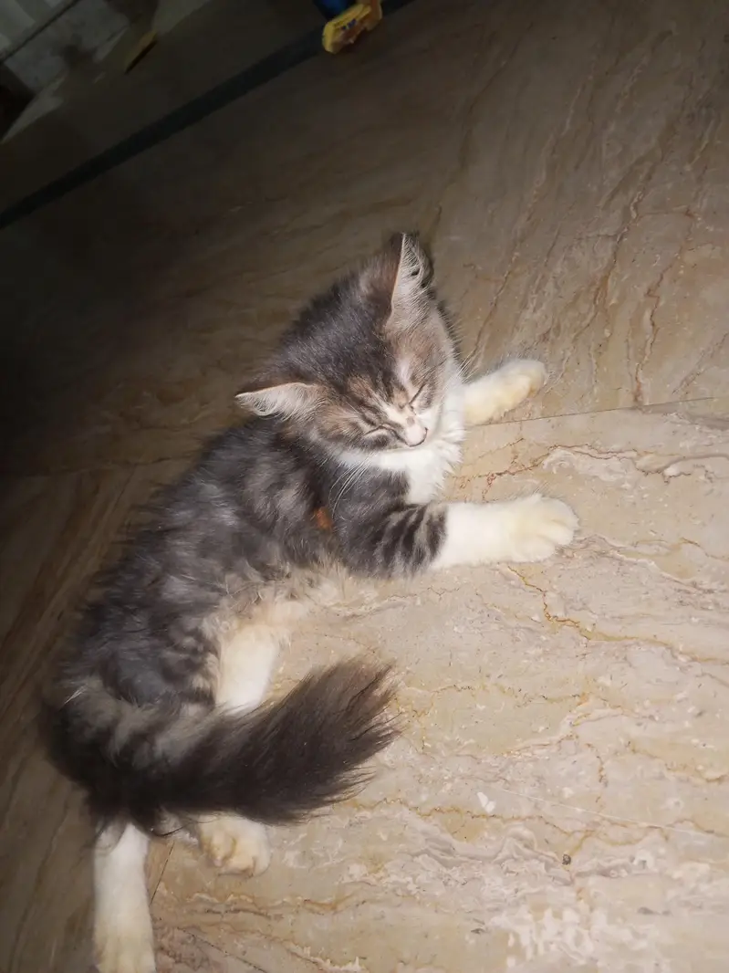 baby cat — photo 2