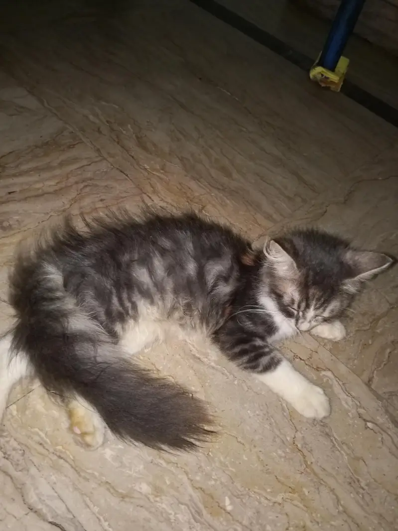 baby cat — photo 3