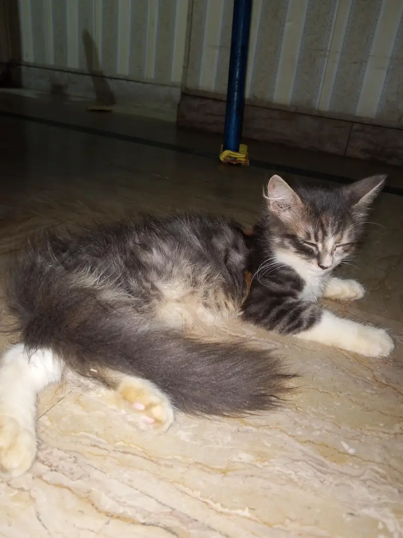 baby cat — photo 4