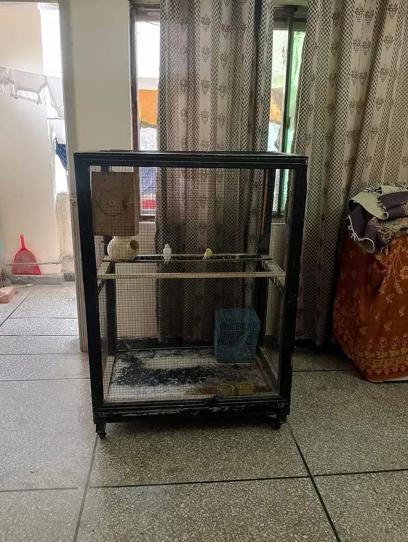 Cage of Parrots / Doves / Finches / Kabootar for Sale — photo 2