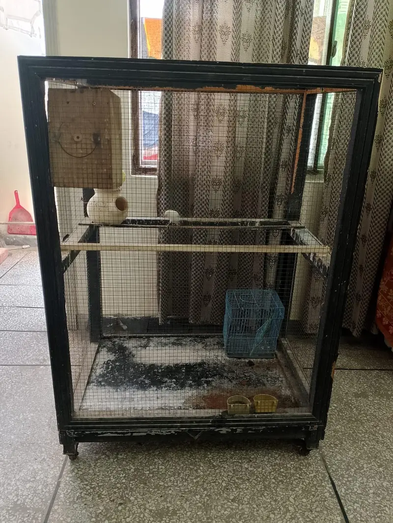 Cage of Parrots / Doves / Finches / Kabootar for Sale — photo 4