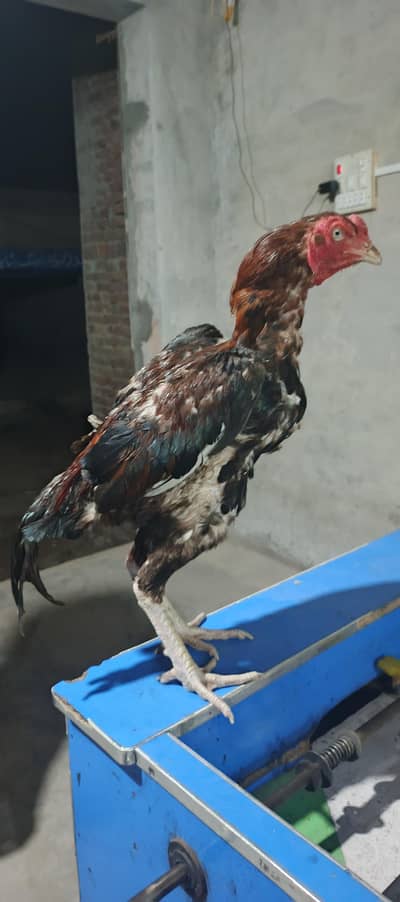 for sale