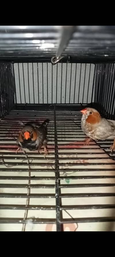 orange and black masket male and 2 Mutation pair