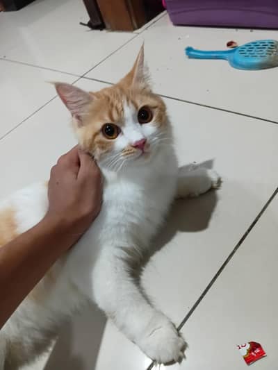 pareshan raddoll cat