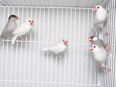 Java Finch, Zebra Finch & Lovebird for Sale