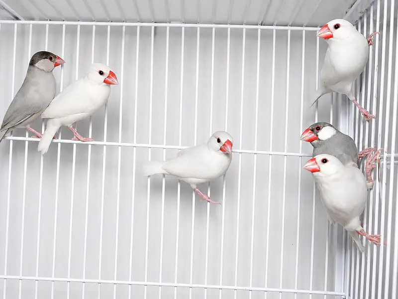 Java Finch, Zebra Finch & Lovebird for Sale