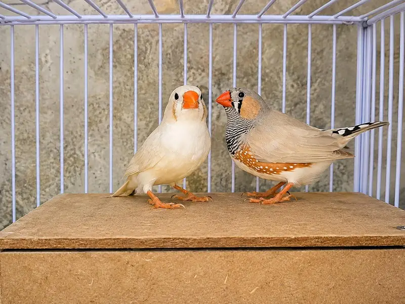 Java Finch, Zebra Finch & Lovebird for Sale — photo 2
