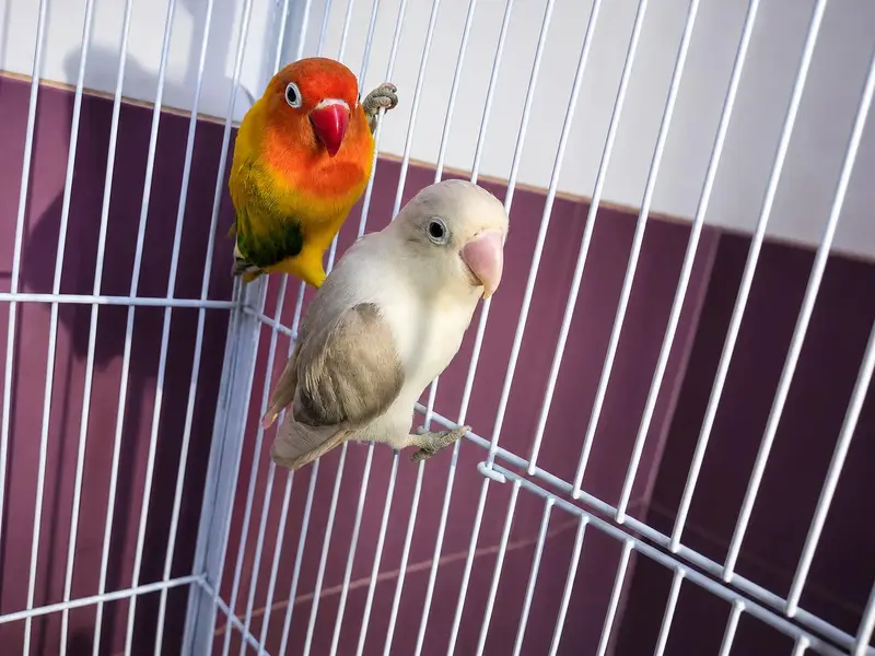 Java Finch, Zebra Finch & Lovebird for Sale — photo 3
