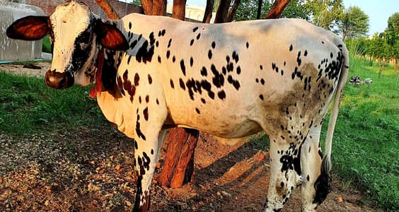 cholistani wachi