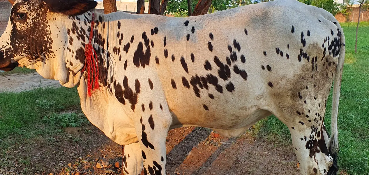 cholistani wachi — photo 5