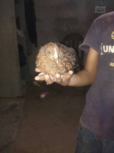 Desi Hen