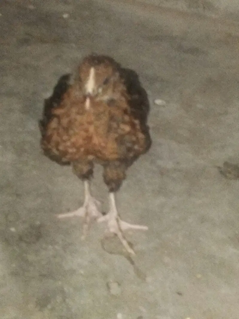 Desi Hen — photo 2