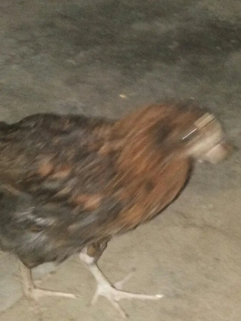 Desi Hen — photo 3