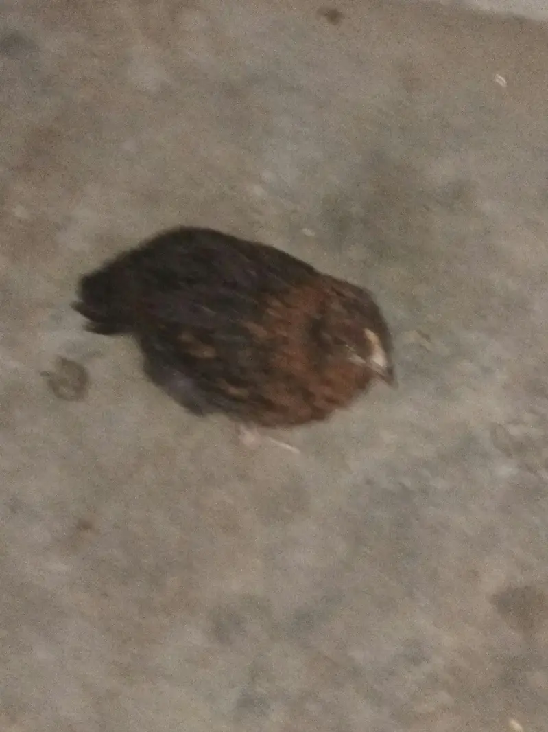 Desi Hen — photo 4
