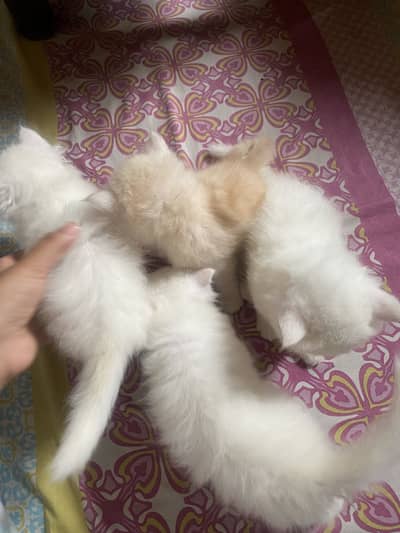 Kitten are available