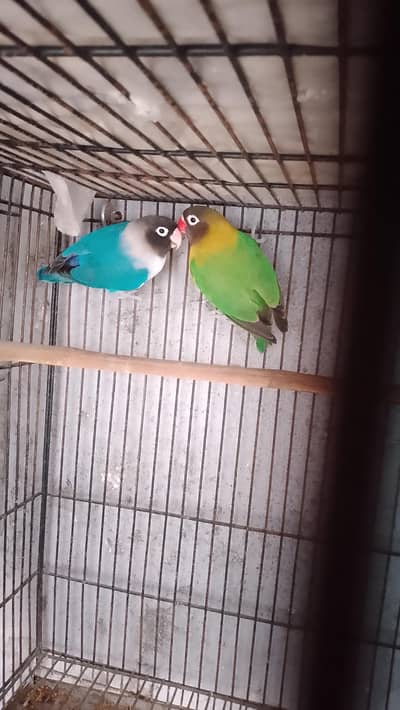 Love bird Breeder pair 100%. . Australian red eyes breeder pair