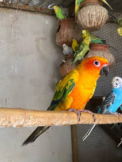 Sanconure