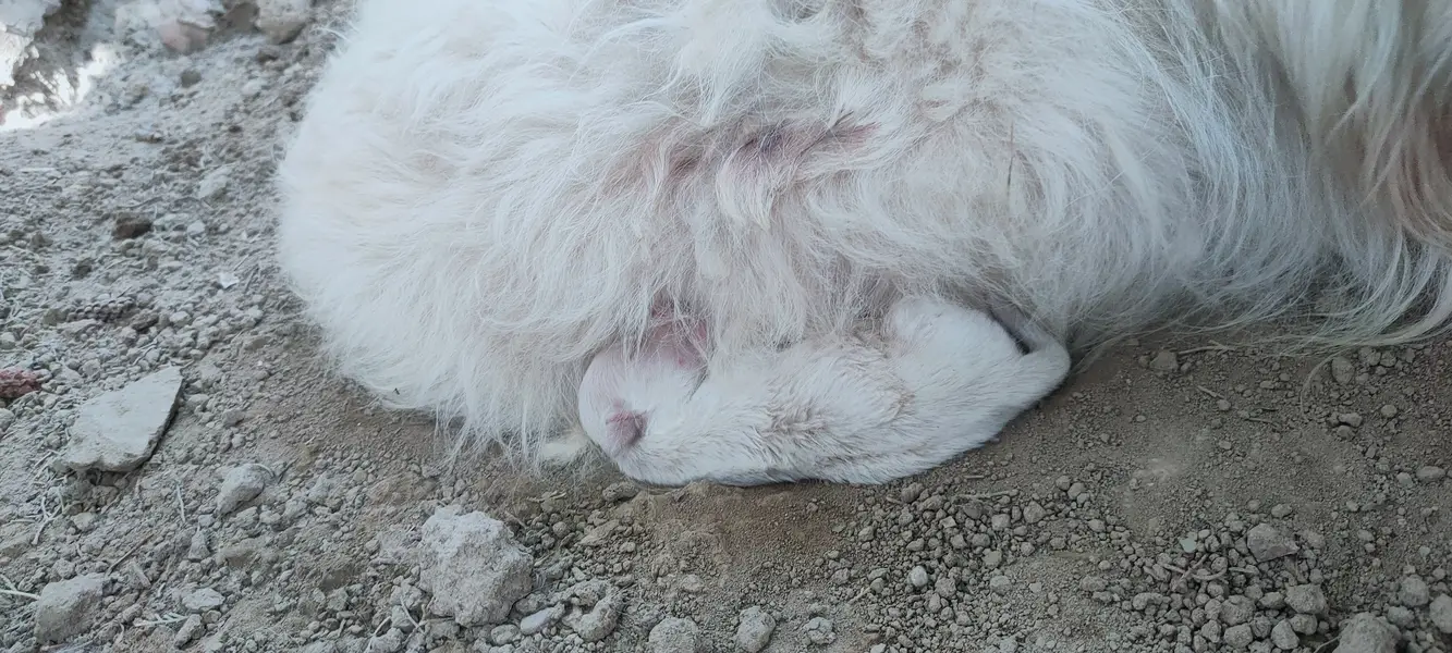 Russian puppies — photo 2