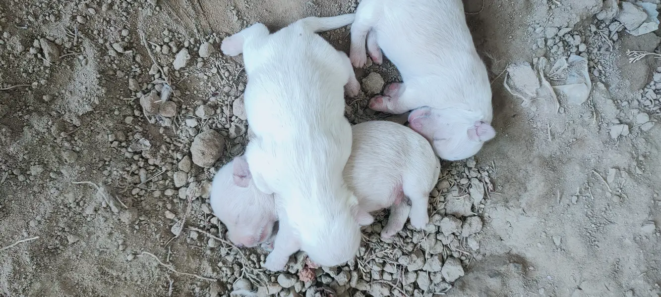 Russian puppies — photo 3