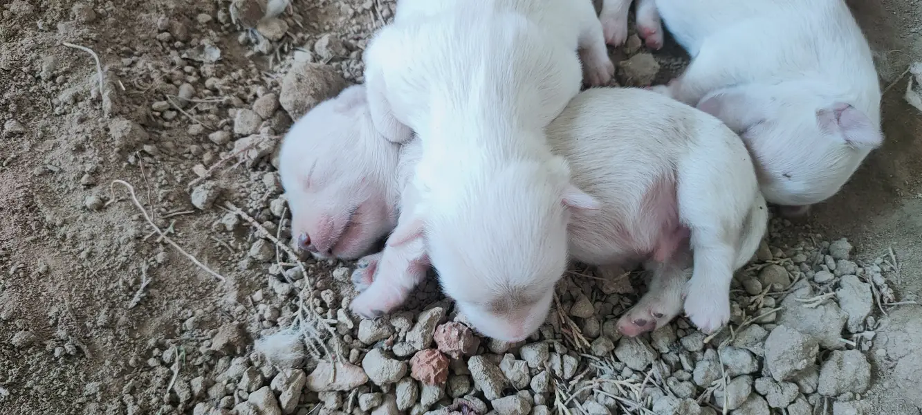 Russian puppies — photo 4
