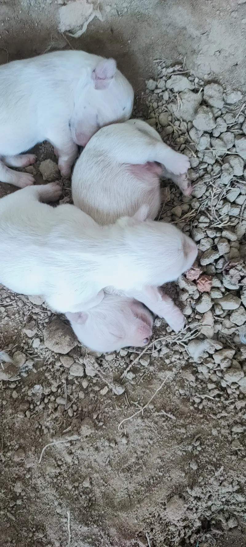 Russian puppies — photo 5