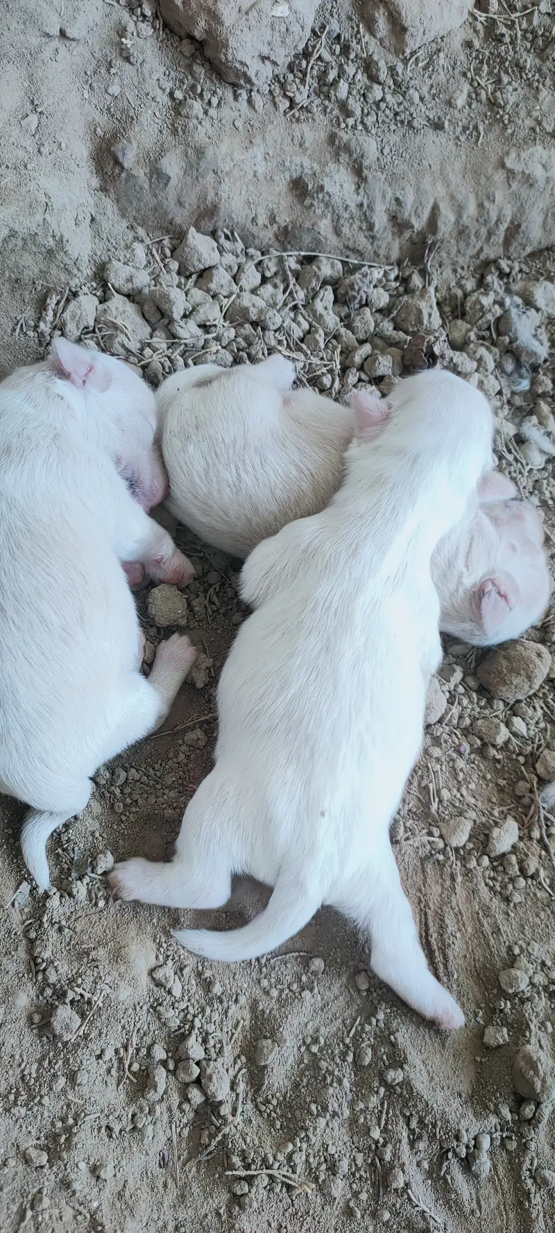 Russian puppies — photo 6