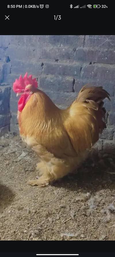 golden buff pair