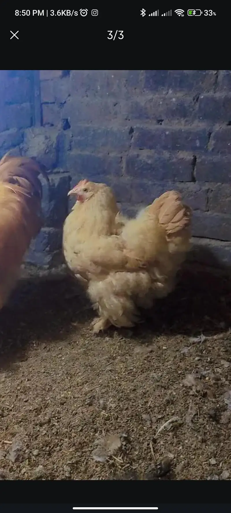 golden buff pair — photo 3