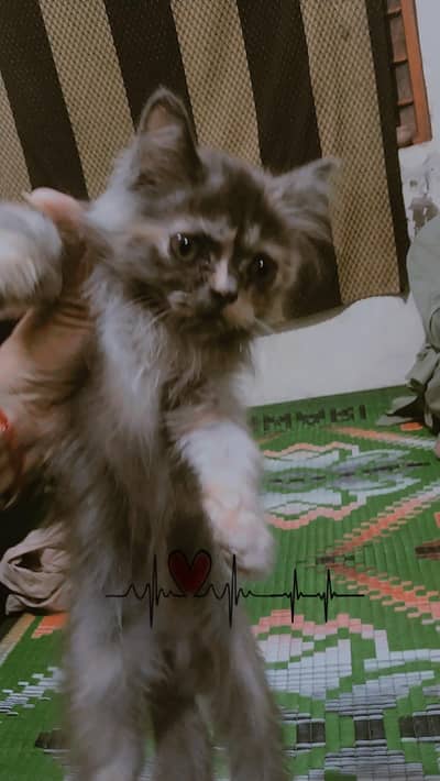 female cat